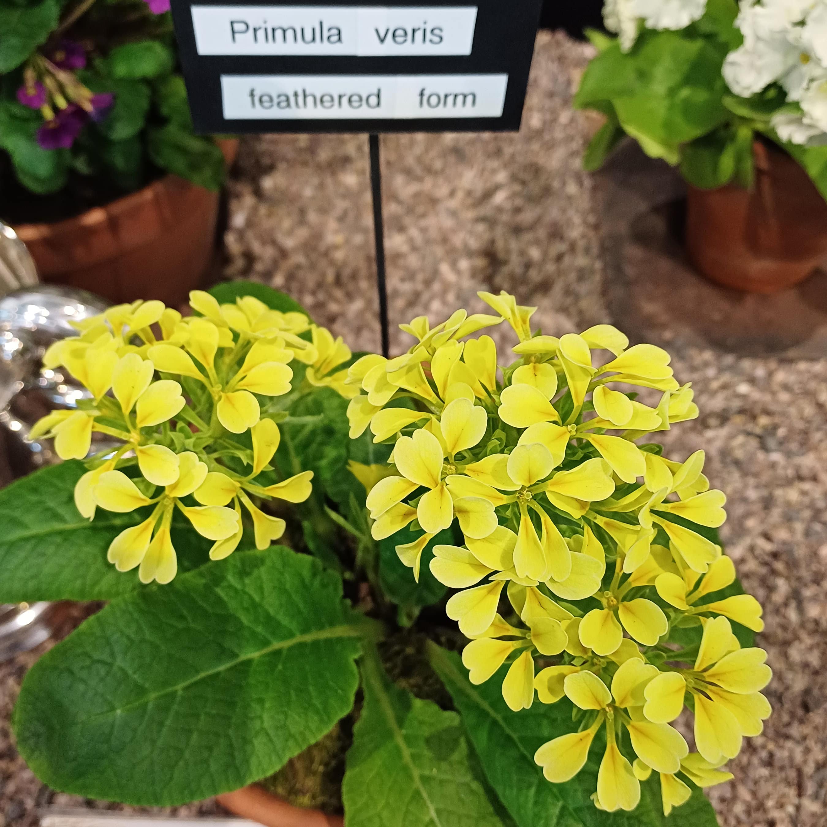 veris feather